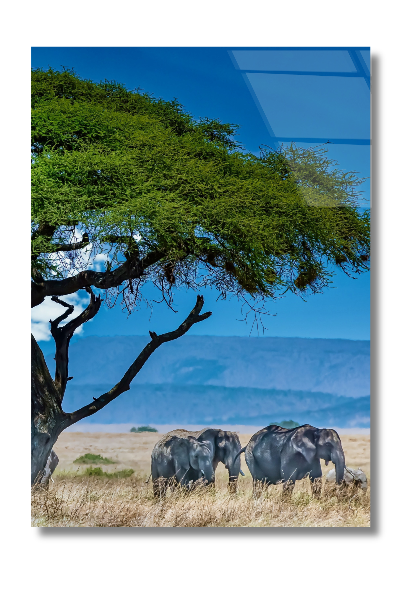 African Savanna - Glass Wall Art